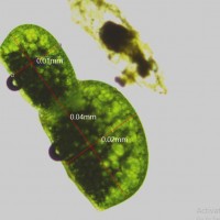 Wolffia neglecta Landolt